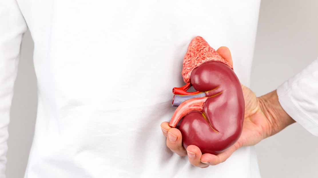 কিডনি সুস্থ রাখার উপায়