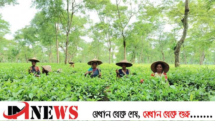 চা বাগানে ফিরেছে শ্রমিকরা