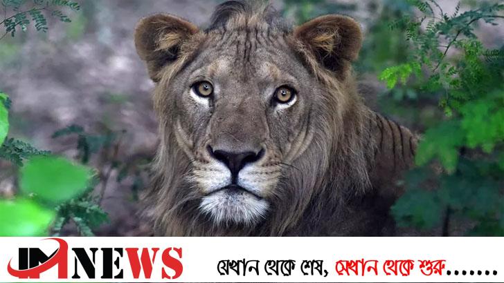 চিড়িয়াখানার সিংহ নিলামে