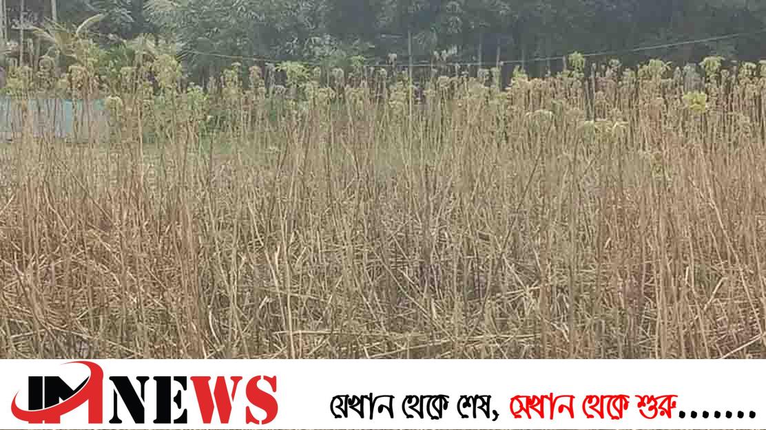 পাট চাষে ৮’শ কৃষক ক্ষতিগ্রস্ত