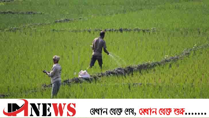 সারের তীব্র সঙ্কট, দিশেহারা কৃষকরা