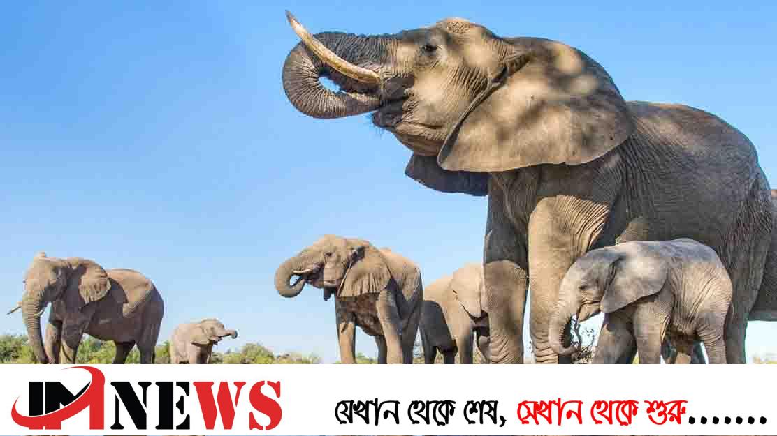 আজ বিশ্ব হাতি দিবস