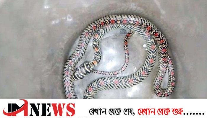 পটুয়াখালীতে উদ্ধারকৃত কালনাগিনী সাপটি বনে অবমুক্ত