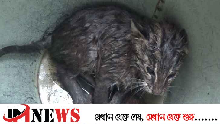 বাচ্চাসহ মেছো বাঘ উদ্ধার