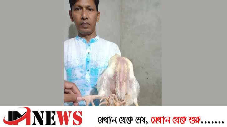 নারায়ণগঞ্জের চার পা বিশিষ্ট মুরগির খোঁজ মিলল