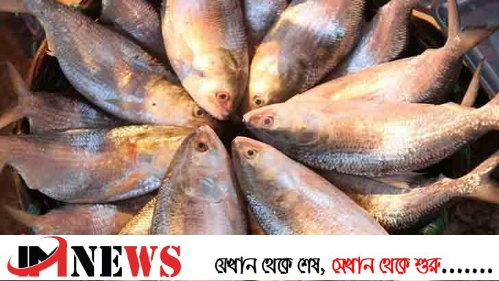 ভারতে যাচ্ছে আড়াই হাজার মেট্রিক টন ইলিশ