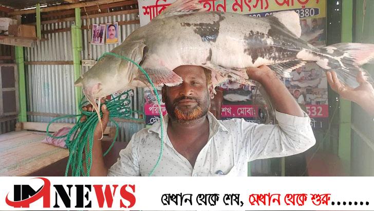 পদ্মায় ধরা পড়ল ২১ কেজির বাঘাইড়