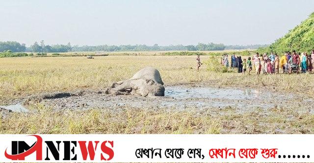 ধান খেতে এসে বন্য হাতির মৃত্যু