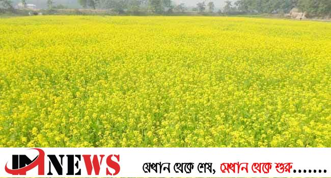কুমিল্লায় এবার দ্বিগুণ জমিতে সরিষা চাষ