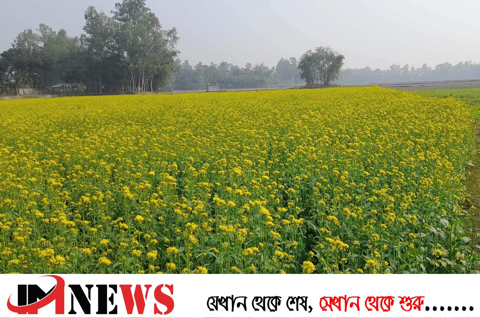 নীলফামারীতে সরিষা চাষীদের মুখে হাসি