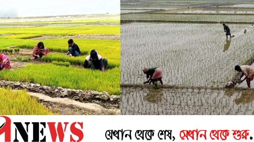 শীত আর ঠান্ডাকে উপেক্ষা করে বোরো রোপণে ব্যস্ত কৃষক