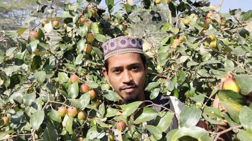 কুল চাষে প্রথম বছরেই ইদ্রিসের সফলতা