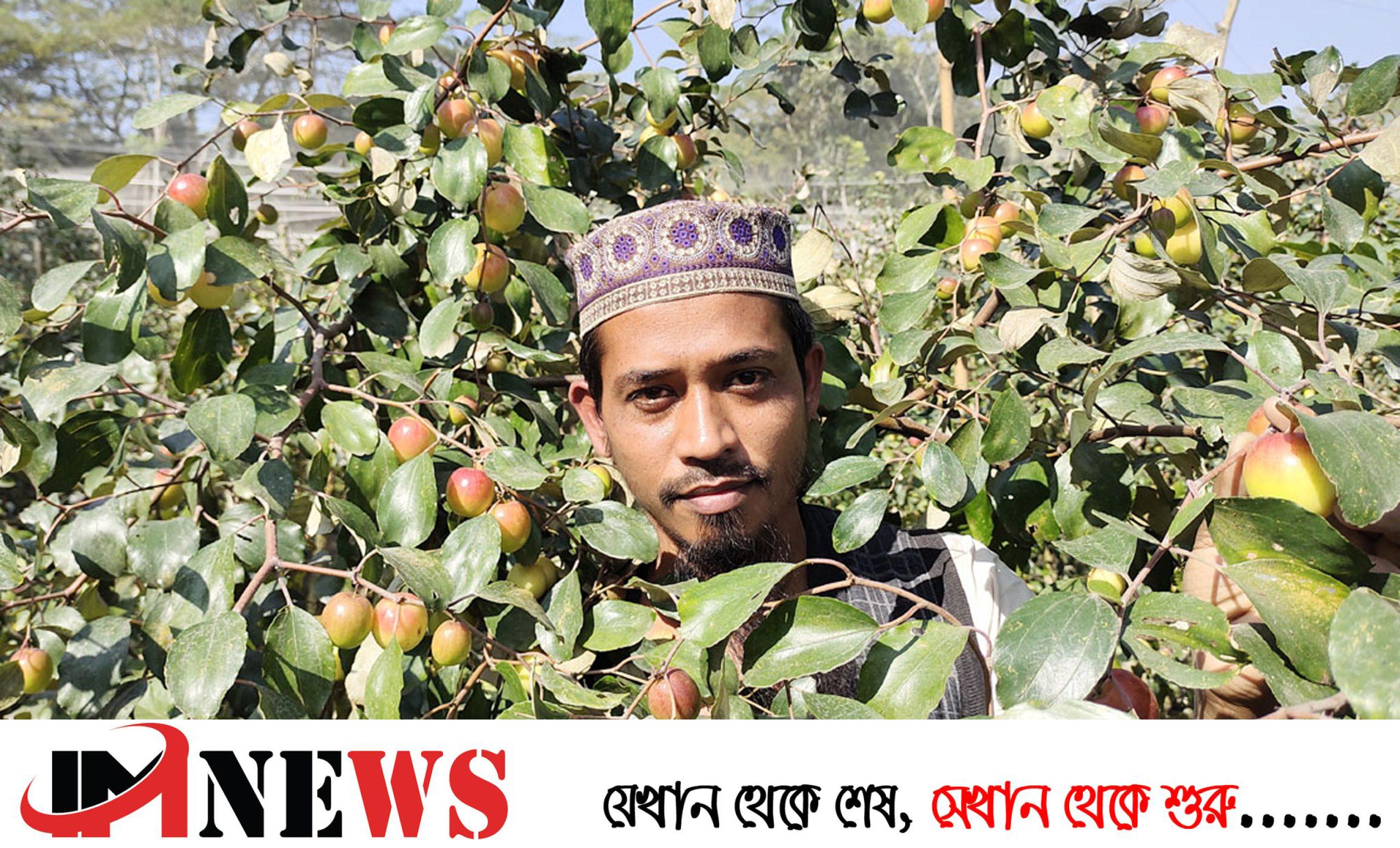 কুল চাষে প্রথম বছরেই ইদ্রিসের সফলতা