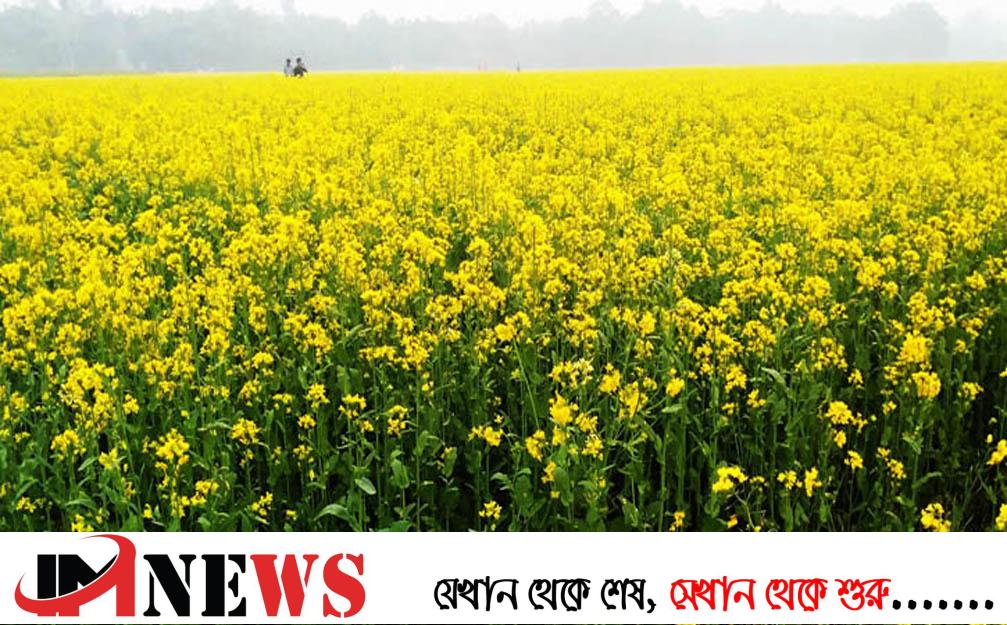 কিশোরগঞ্জে ৯ হাজার ৬ শত হেক্টর জমিতে সরিষার বাম্পার ফলন