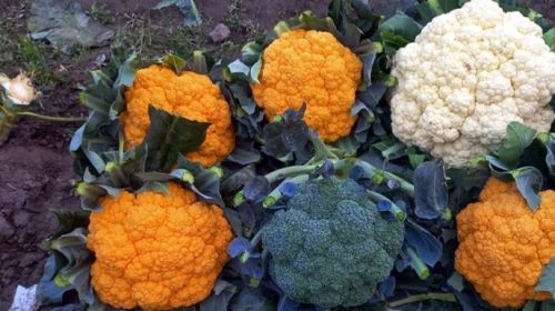 রঙিন ফুলকপি চাষ হচ্ছে নেত্রকোনার মোশারফের ক্ষেতে