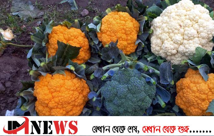 রঙিন ফুলকপি চাষ হচ্ছে নেত্রকোনার মোশারফের ক্ষেতে
