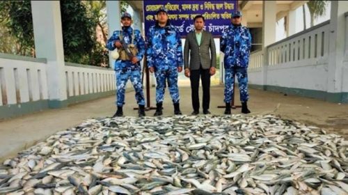 চাঁদপুরে কোস্টগার্ডের অভিযানে হাজার কেজি জাটকা জব্দ