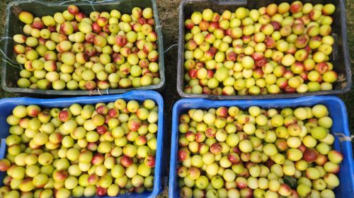 ইতালির পর বাঘার বরই যাচ্ছে সুইডেনে