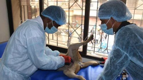 কুকুরের বংশবিস্তার নিয়ন্ত্রণ করবে ডিএসসিসি