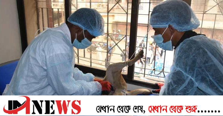 কুকুরের বংশবিস্তার নিয়ন্ত্রণ করবে ডিএসসিসি
