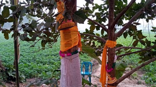 ধুমধামে বট-পাকুড়ের বিয়ে