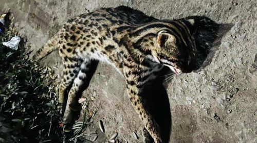 নোয়াখালীতে সড়কে মিলল মেছোবাঘের মরদেহ