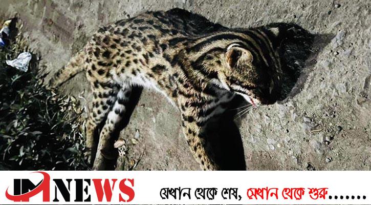 নোয়াখালীতে সড়কে মিলল মেছোবাঘের মরদেহ