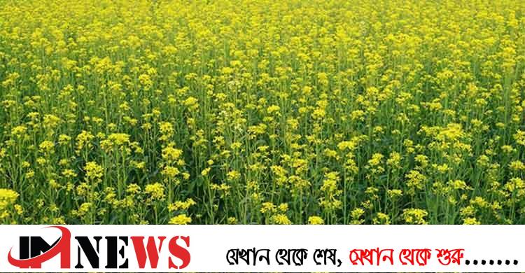 দেশের দক্ষিণাঞ্চলে সরিষার বাম্পার ফলন