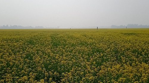 ঠাকুরগাঁওয়ে রেকর্ড পরিমাণ সরিষার আবাদ