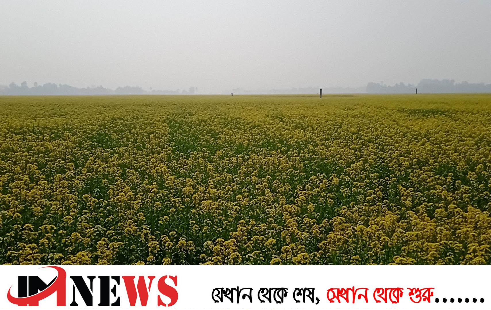ঠাকুরগাঁওয়ে রেকর্ড পরিমাণ সরিষার আবাদ