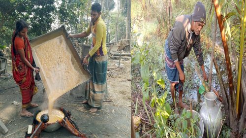 উপকূলীয় জণপদের আর্শীবাদ গোলগাছ