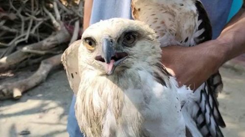 পটুয়াখালীতে বিলুপ্ত প্রজাতির বাজপাখি উদ্ধার