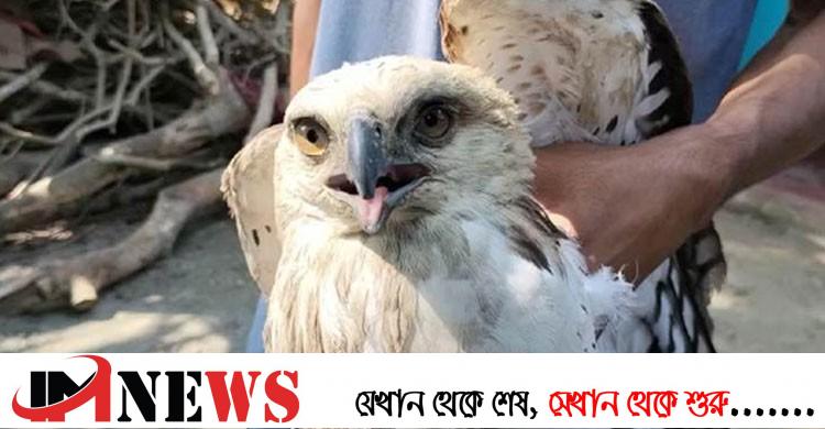 পটুয়াখালীতে বিলুপ্ত প্রজাতির বাজপাখি উদ্ধার