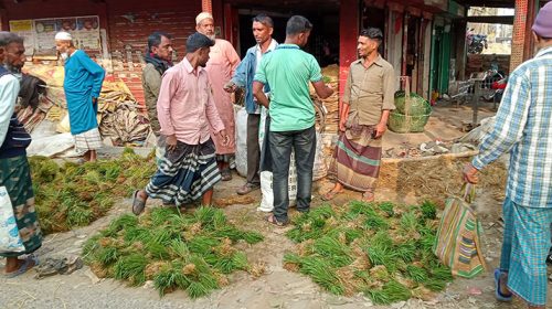 ফরিদপুরে জমে উঠেছে ধানের চারার হাট
