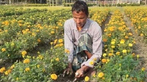 ফুলচাষীর প্রায় দুই লক্ষ টাকার ফুল বিক্রি
