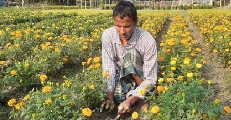 ফুলচাষীর প্রায় দুই লক্ষ টাকার ফুল বিক্রি