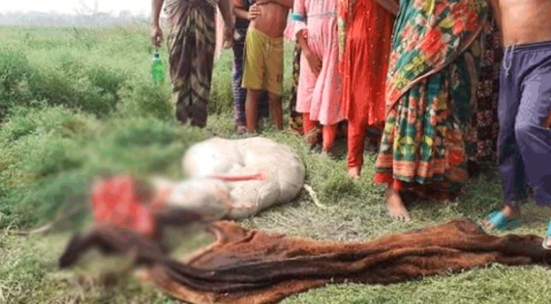 কৃষকের গাভী জবাই করে মাংস নিয়ে গেছে দুর্বৃত্তরা