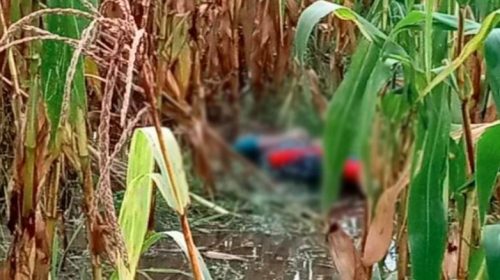 ভুট্টাক্ষেতে যুবকের গলাকাটা লাশ উদ্ধার