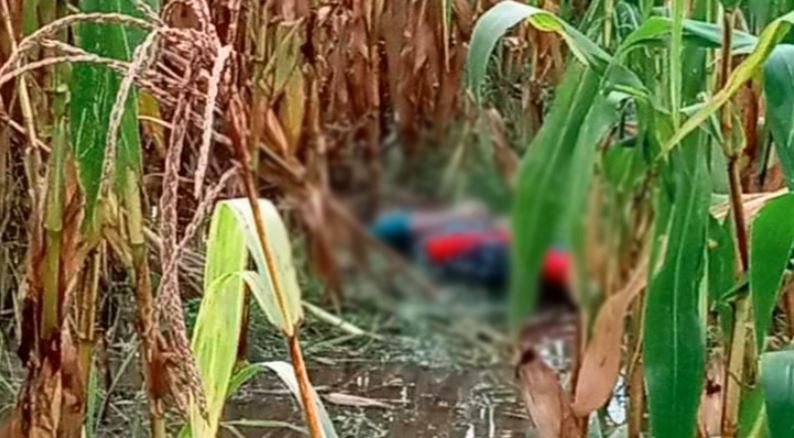 ভুট্টাক্ষেতে যুবকের গলাকাটা লাশ উদ্ধার