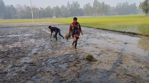 রাতের আঁধারে কৃষকের ধানের চারা উপড়ে দিল প্রতিপক্ষ