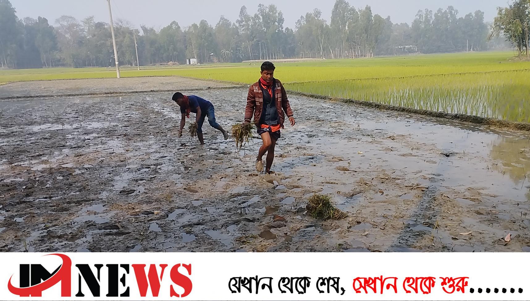 রাতের আঁধারে কৃষকের ধানের চারা উপড়ে দিল প্রতিপক্ষ