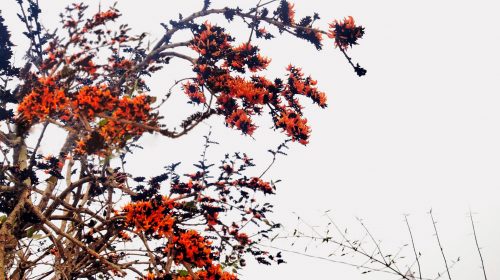 ঋতুরাজ বসন্তের প্রকৃতি সেজেছে অপরুপ মহিমায়