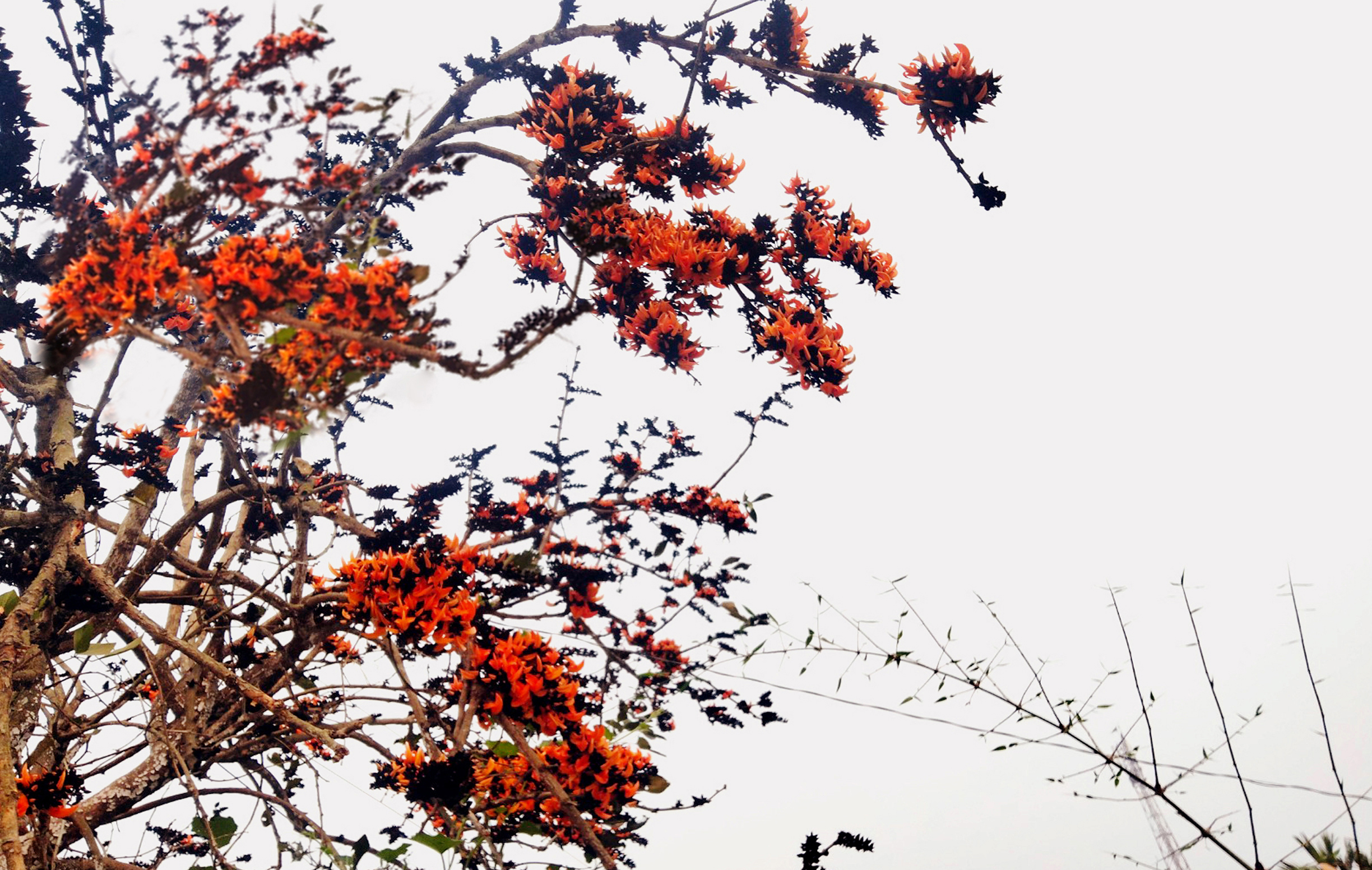 ঋতুরাজ বসন্তের প্রকৃতি সেজেছে অপরুপ মহিমায়