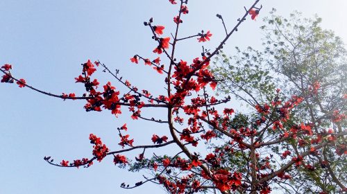 ফাল্গুনী হাওয়ায় শিমুল গাছে আগুনের ফুলকি