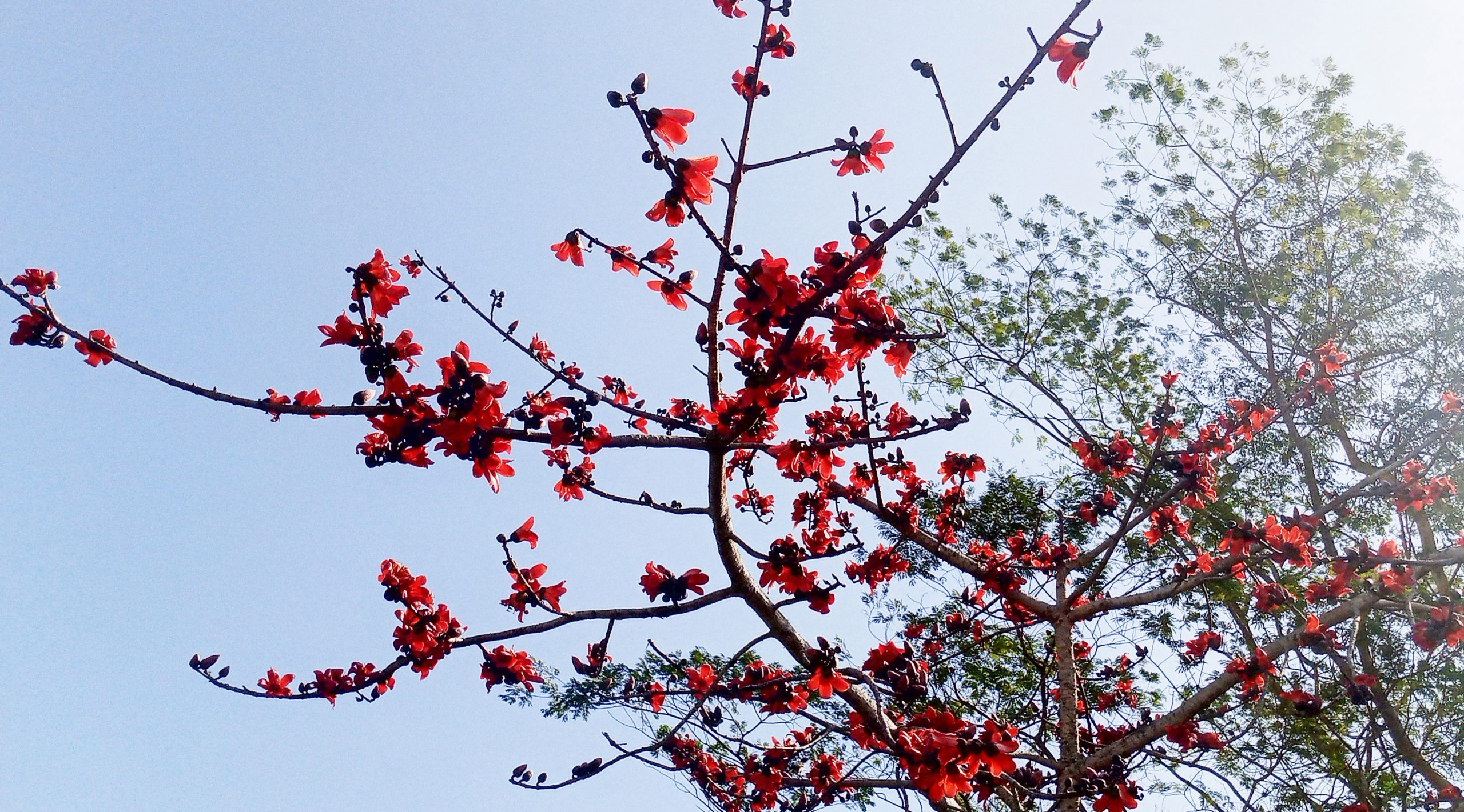 ফাল্গুনী হাওয়ায় শিমুল গাছে আগুনের ফুলকি