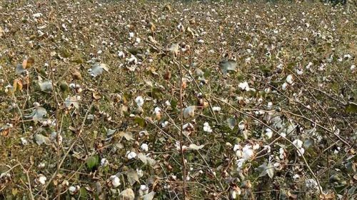 ঠাকুরগাঁওয়ে বৃদ্ধি পাচ্ছে তুলা চাষ