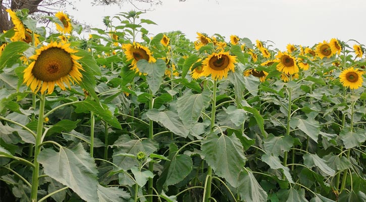 সবুজের মাঝে খেলছে সূর্যমুখী, খুশি চাষিরা